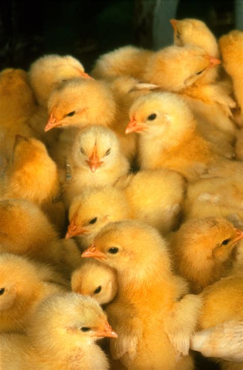 chick images